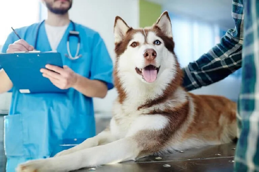 Debunking Myths About Spaying and Neutering